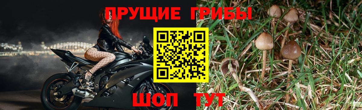 Псилоцибиновые грибы Cubensis Мыски